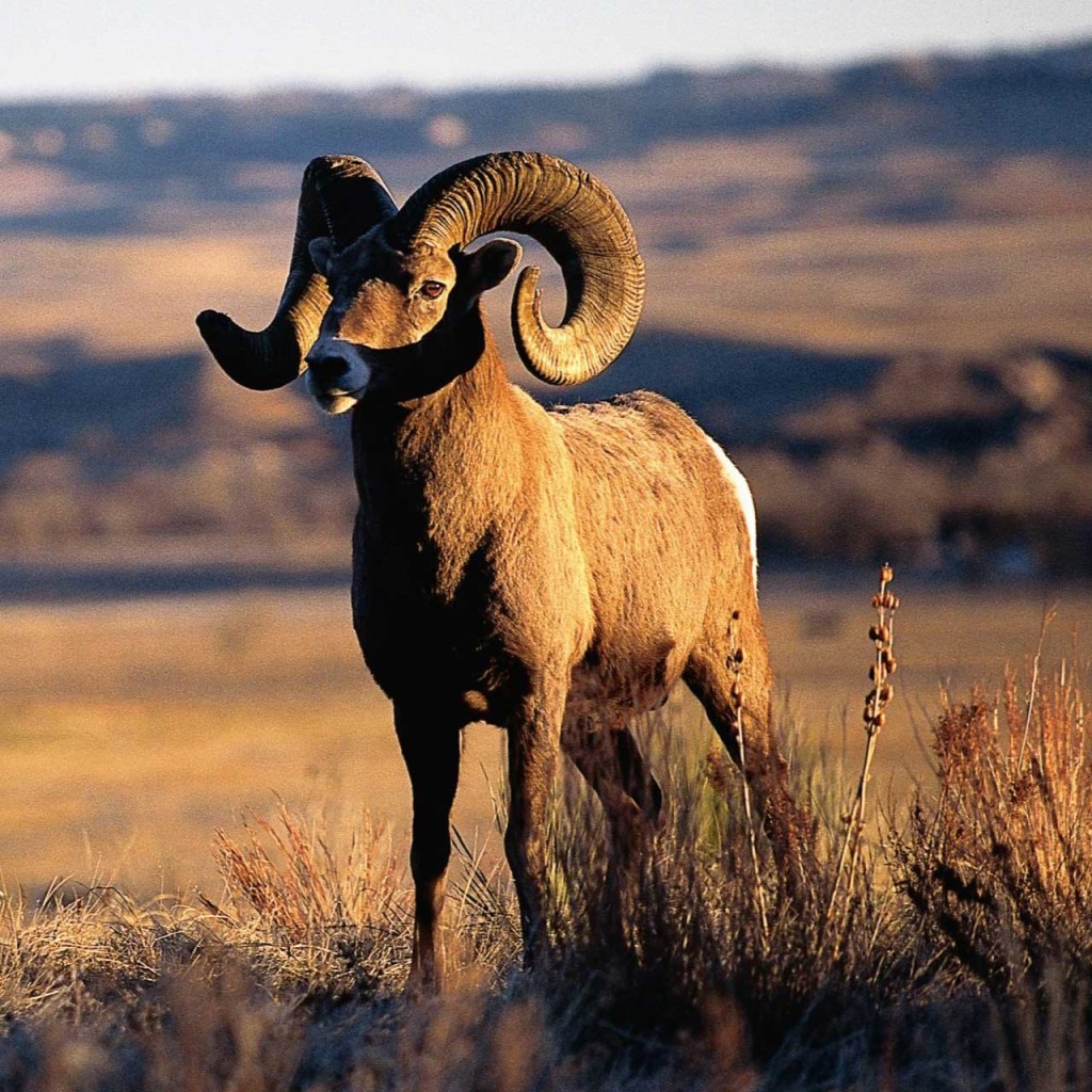 Constitutive Material Model Development for Bio-composites with Anisotropic Plastic&nbsp;Hardening